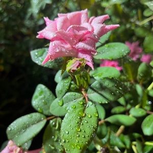 Meet your Posher, Alecia